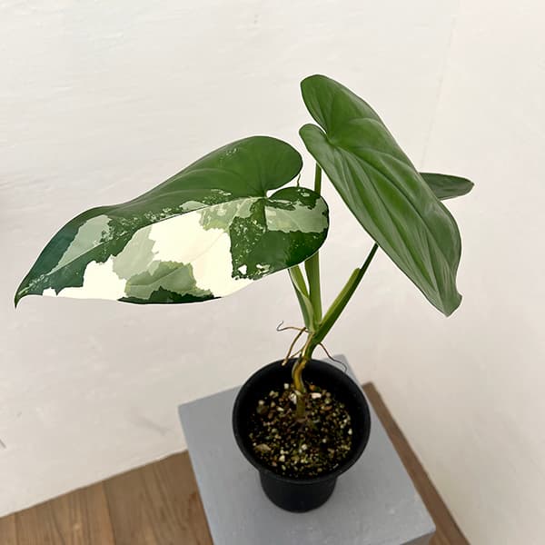 [ザ・ファームセレクト]シンゴニウム：チアペンスバリエガータ（白斑）4号鉢植え