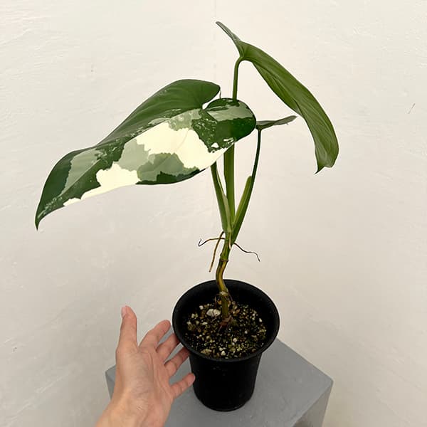[ザ・ファームセレクト]シンゴニウム：チアペンスバリエガータ（白斑）4号鉢植え