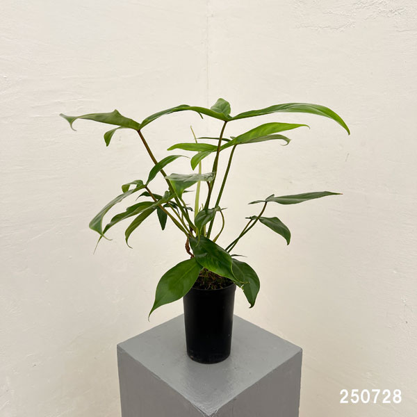 フィロデンドロン:69686 3号鉢植え