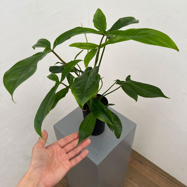 フィロデンドロン:69686 3号鉢植え