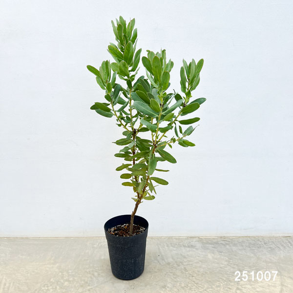 プロテア エキシミア６号 園芸ネット本店｜プロテア：エキシミア 6号鉢植え* の通販【公式】