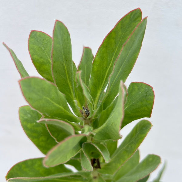 園芸ネット本店｜プロテア：エキシミア 6号鉢植え* の通販【公式】