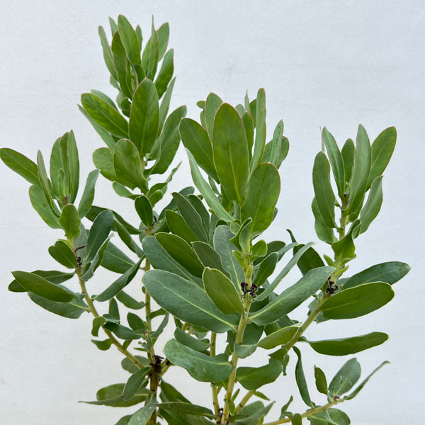 園芸ネット本店｜プロテア：エキシミア 6号鉢植え* の通販【公式】