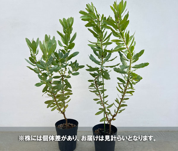 園芸ネット本店｜プロテア：エキシミア 6号鉢植え* の通販【公式】
