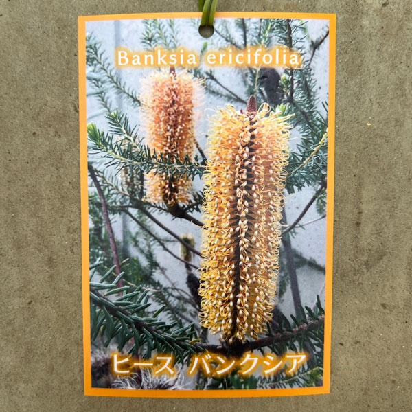 バンクシア:ヒースバンクシア6号鉢植え*