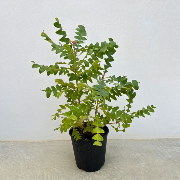 バンクシア:グランディス 7号ポット*