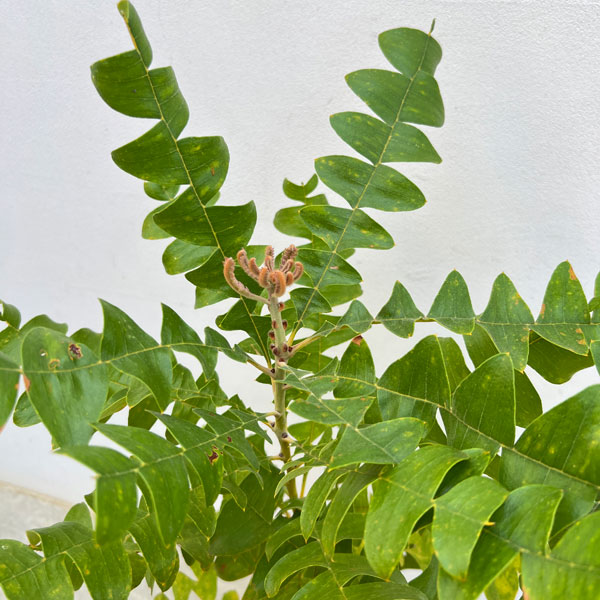 バンクシア:グランディス 7号ポット*