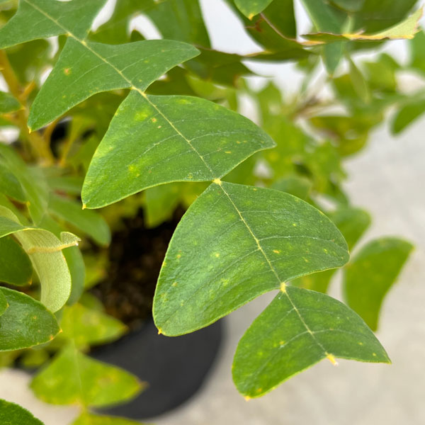 バンクシア:グランディス 7号ポット*