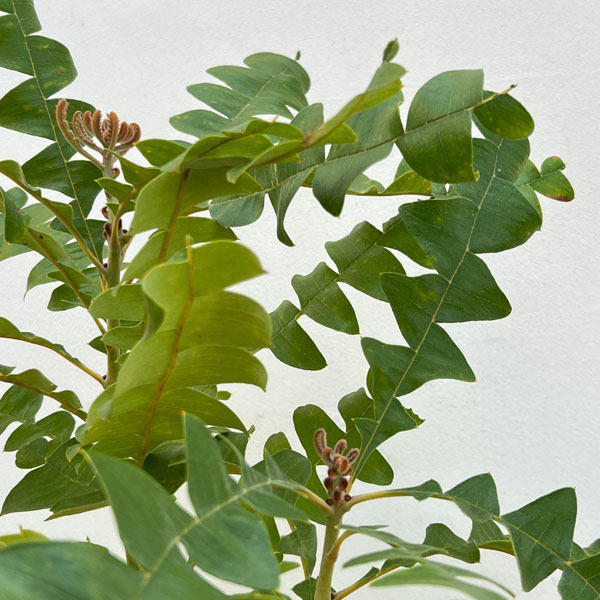 バンクシア:グランディス 7号ポット*