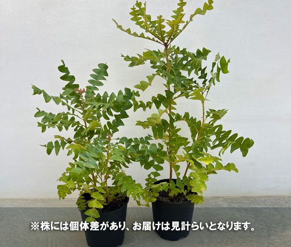 バンクシア:グランディス 7号ポット*