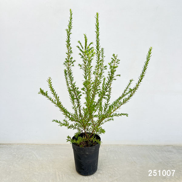 グレビレア:ジュビリー 6号鉢植え