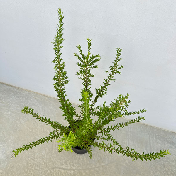 グレビレア:ジュビリー 6号鉢植え