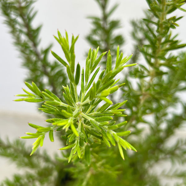 グレビレア:ジュビリー 6号鉢植え