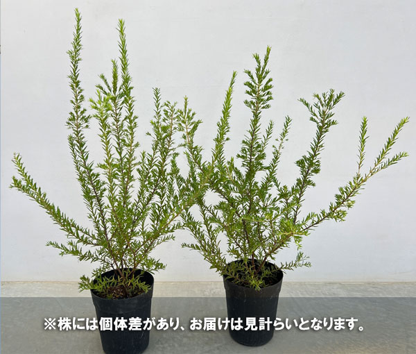 グレビレア:ジュビリー 6号鉢植え