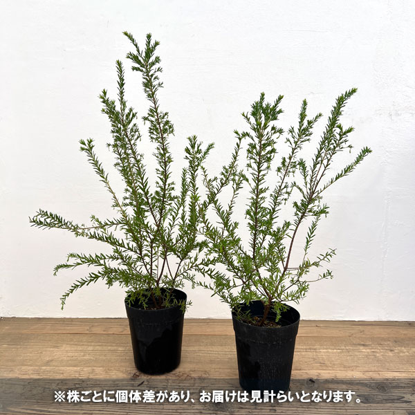 グレビレア：ジュビリー　6号鉢植え