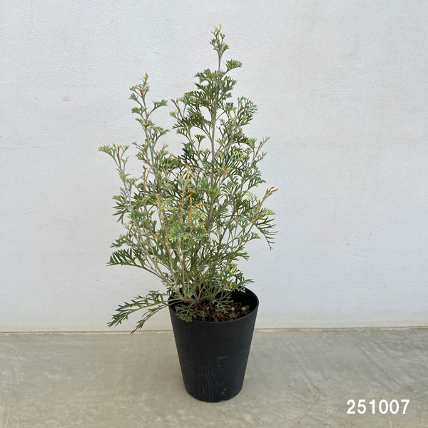 グレビレア：クリームパッション　5号鉢植え