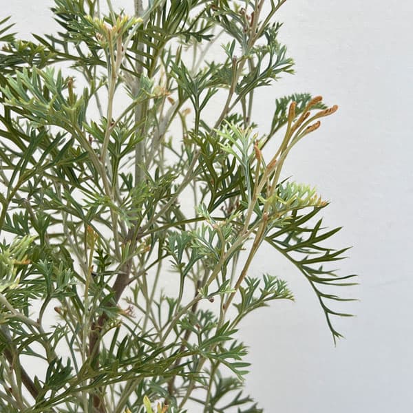 グレビレア：クリームパッション　5号鉢植え