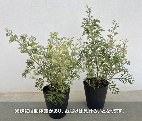 グレビレア：クリームパッション　5号鉢植え