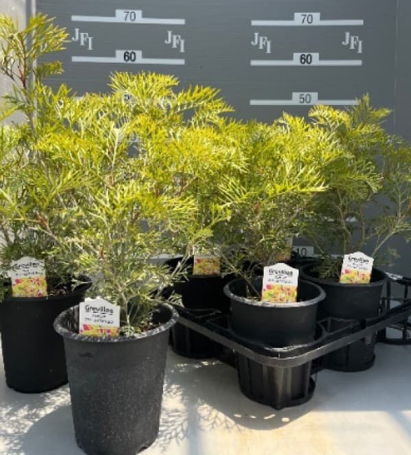 園芸ネット本店｜グレビレア：クリームパッション 5号鉢植え の通販