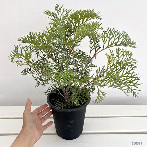 グレビレア：クリームパッション　5号鉢植え