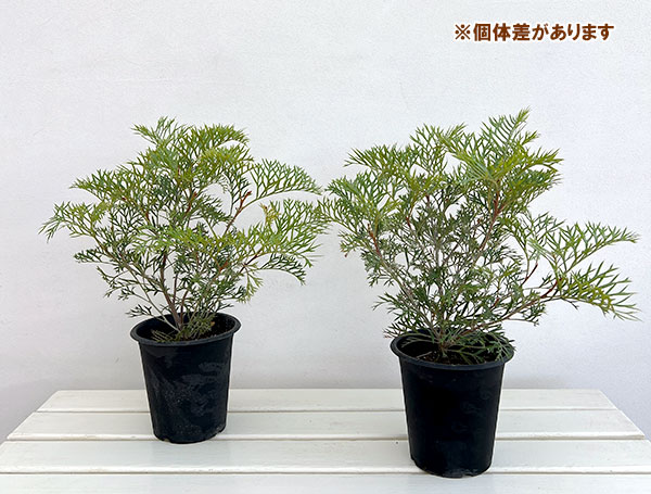 グレビレア：クリームパッション　5号鉢植え