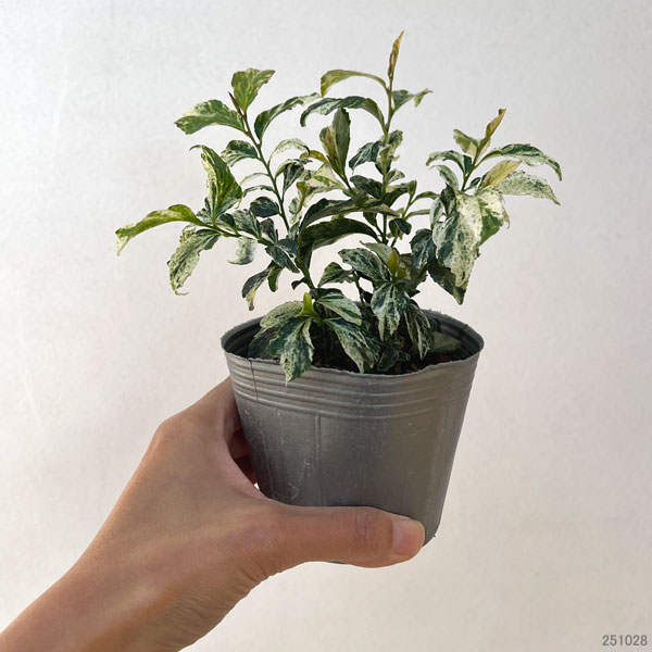 ヒサカキ：残雪（ザンセツ）3号ポット