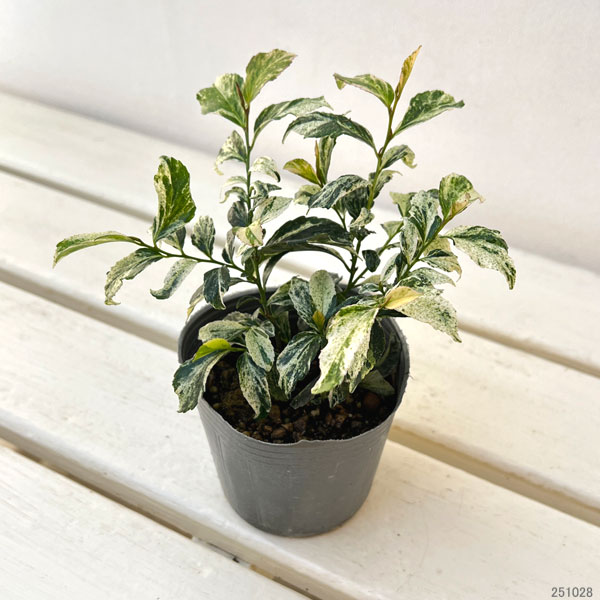 ヒサカキ：残雪（ザンセツ）3号ポット