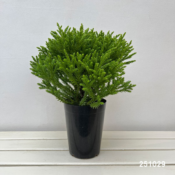 スギ:グロボーサ ナナ 5号ポット