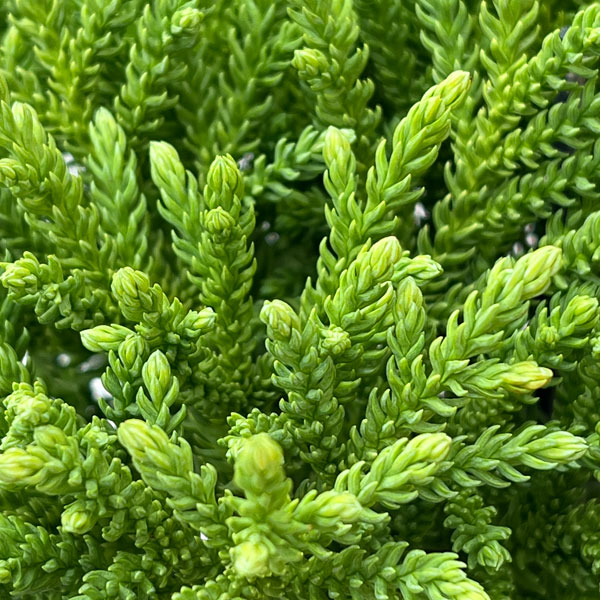 スギ:グロボーサ ナナ 5号ポット