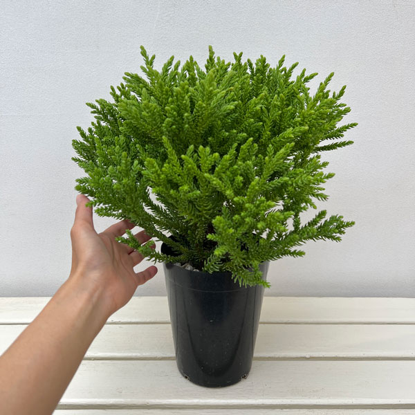 スギ:グロボーサ ナナ 5号ポット