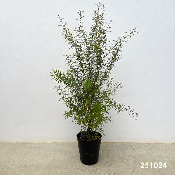 グレビレア:シルキー 6号鉢植え