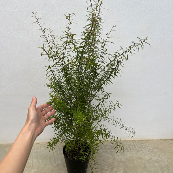 グレビレア:シルキー 6号鉢植え