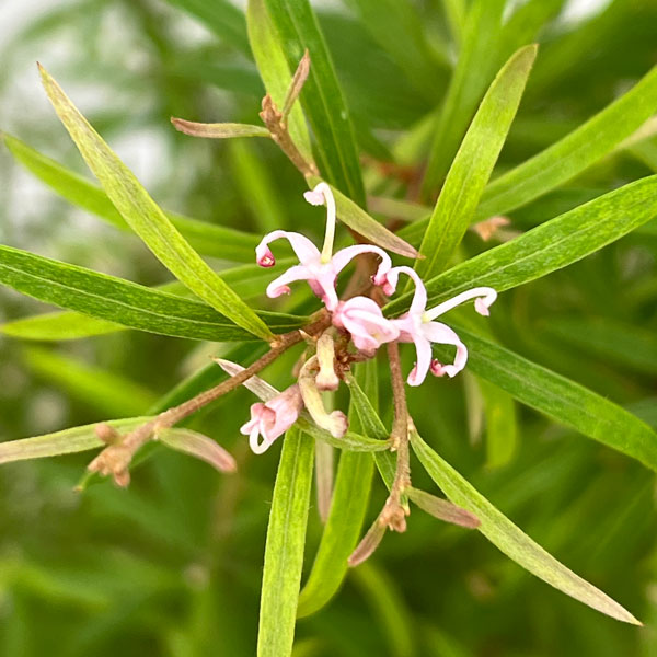 グレビレア:シルキー 6号鉢植え