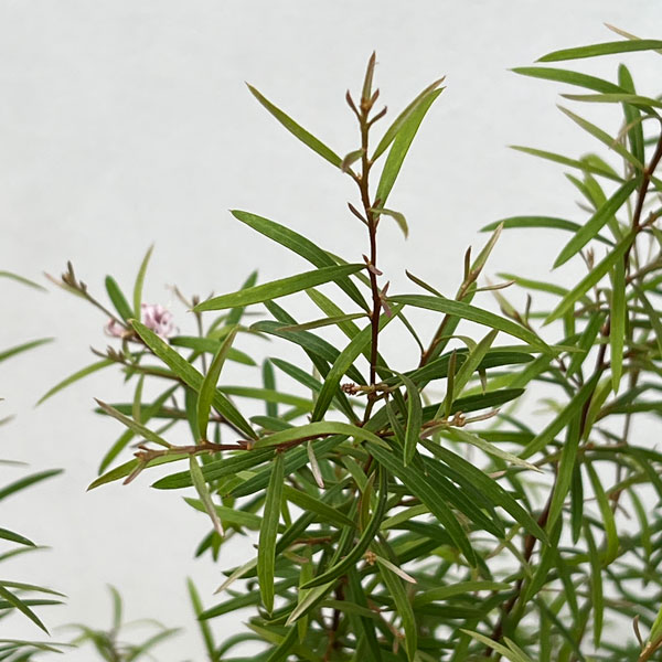 グレビレア:シルキー 6号鉢植え