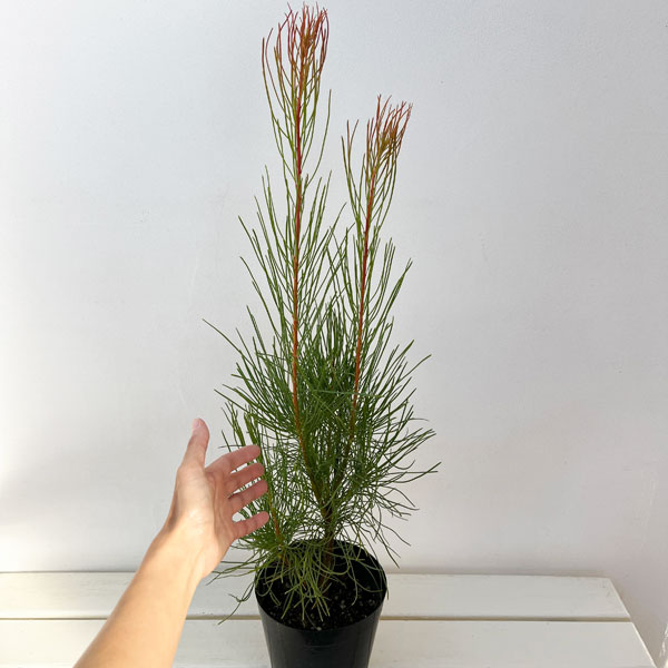 オーラックス:パラシア 5号鉢植え