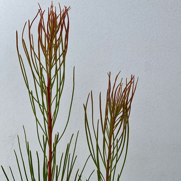 オーラックス:パラシア 5号鉢植え