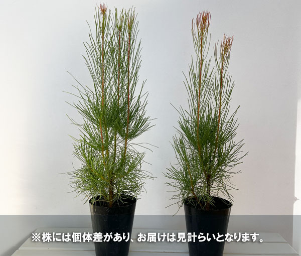 オーラックス:パラシア 5号鉢植え