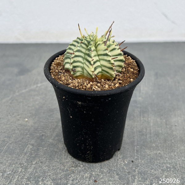 ユーフォルビア:メロフォルミス錦 2.5号鉢植え*