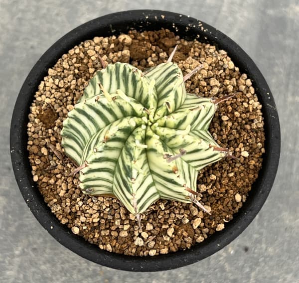 ユーフォルビア:メロフォルミス錦 2.5号鉢植え*