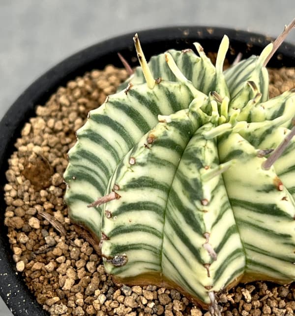 ユーフォルビア:メロフォルミス錦 2.5号鉢植え*