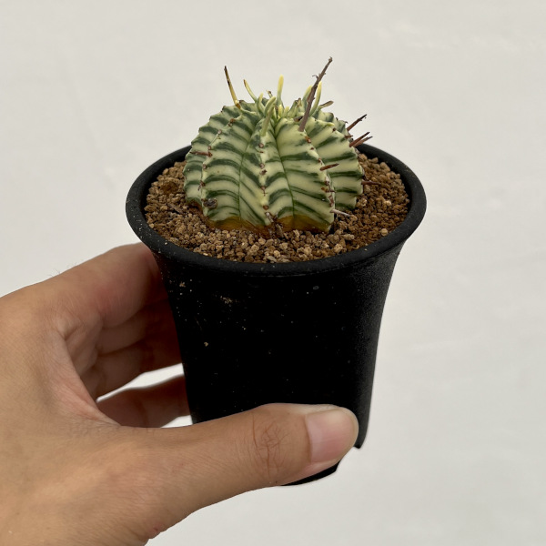 ユーフォルビア:メロフォルミス錦 2.5号鉢植え*