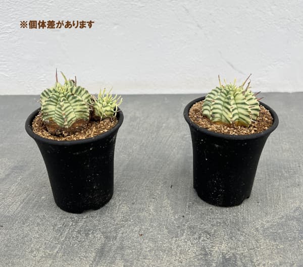 ユーフォルビア:メロフォルミス錦 2.5号鉢植え*