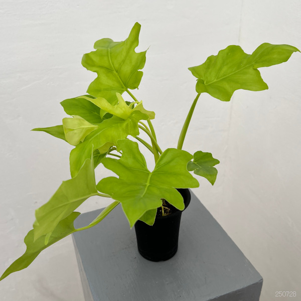 フィロデンドロン:ワースウィッシー フラバム 3号鉢植え