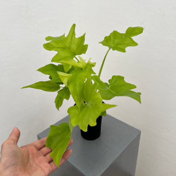 フィロデンドロン:ワースウィッシー フラバム 3号鉢植え