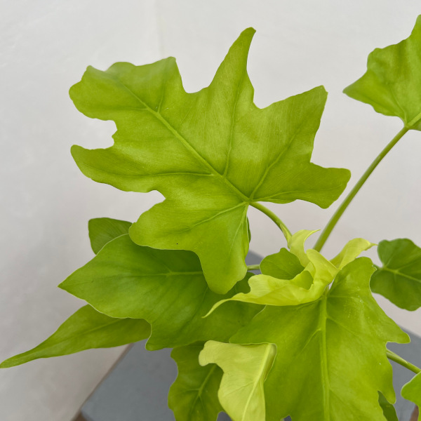 フィロデンドロン:ワースウィッシー フラバム 3号鉢植え