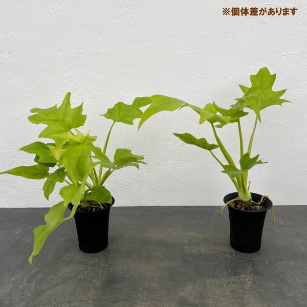 フィロデンドロン:ワースウィッシー フラバム 3号鉢植え
