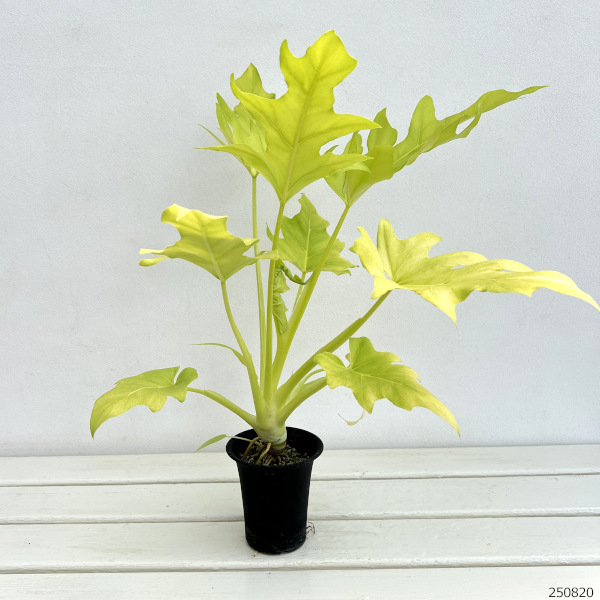フィロデンドロン:ワースウィッシー フラバム 3号鉢植え