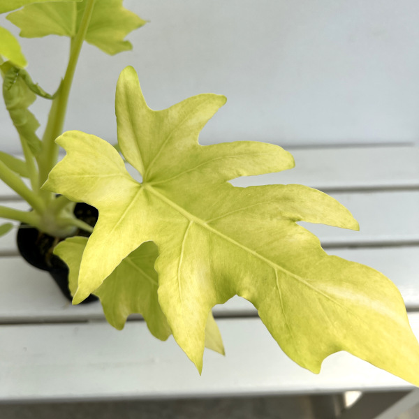 フィロデンドロン:ワースウィッシー フラバム 3号鉢植え