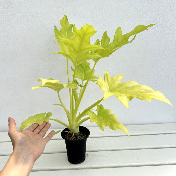 フィロデンドロン:ワースウィッシー フラバム 3号鉢植え