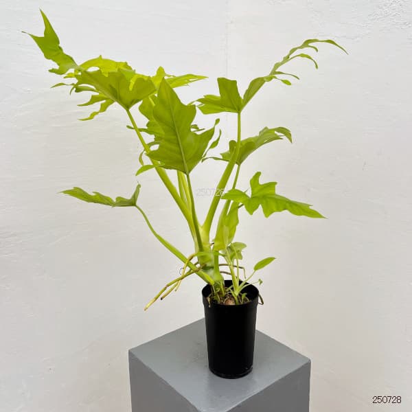 フィロデンドロン:ワースウィッシー フラバム 3号鉢植え25-01